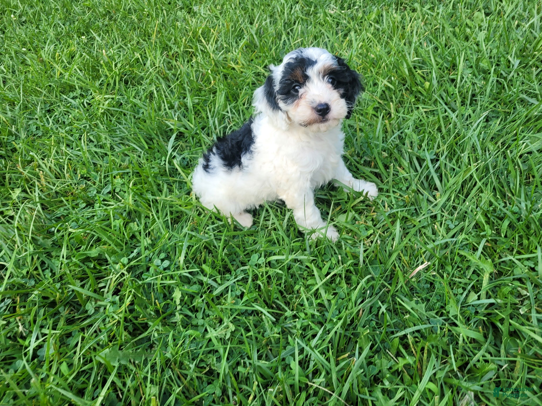 Cavapoo dogs Daisy - Ad 2