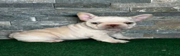 French Bulldog dogs for sale: Mercedes - Ad 3