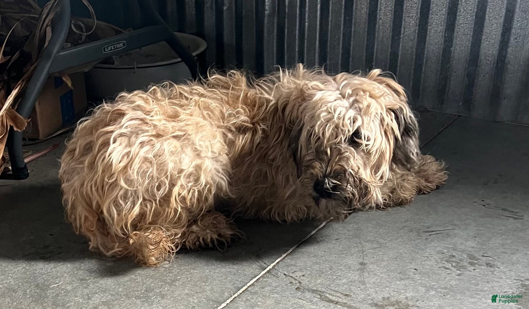 Whoodle dogs for sale: Patch - Ad 7