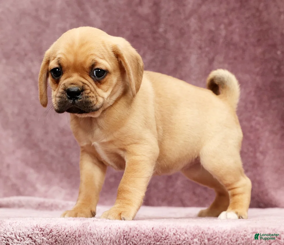 Puggle dogs for sale: Sophie - Ad 4