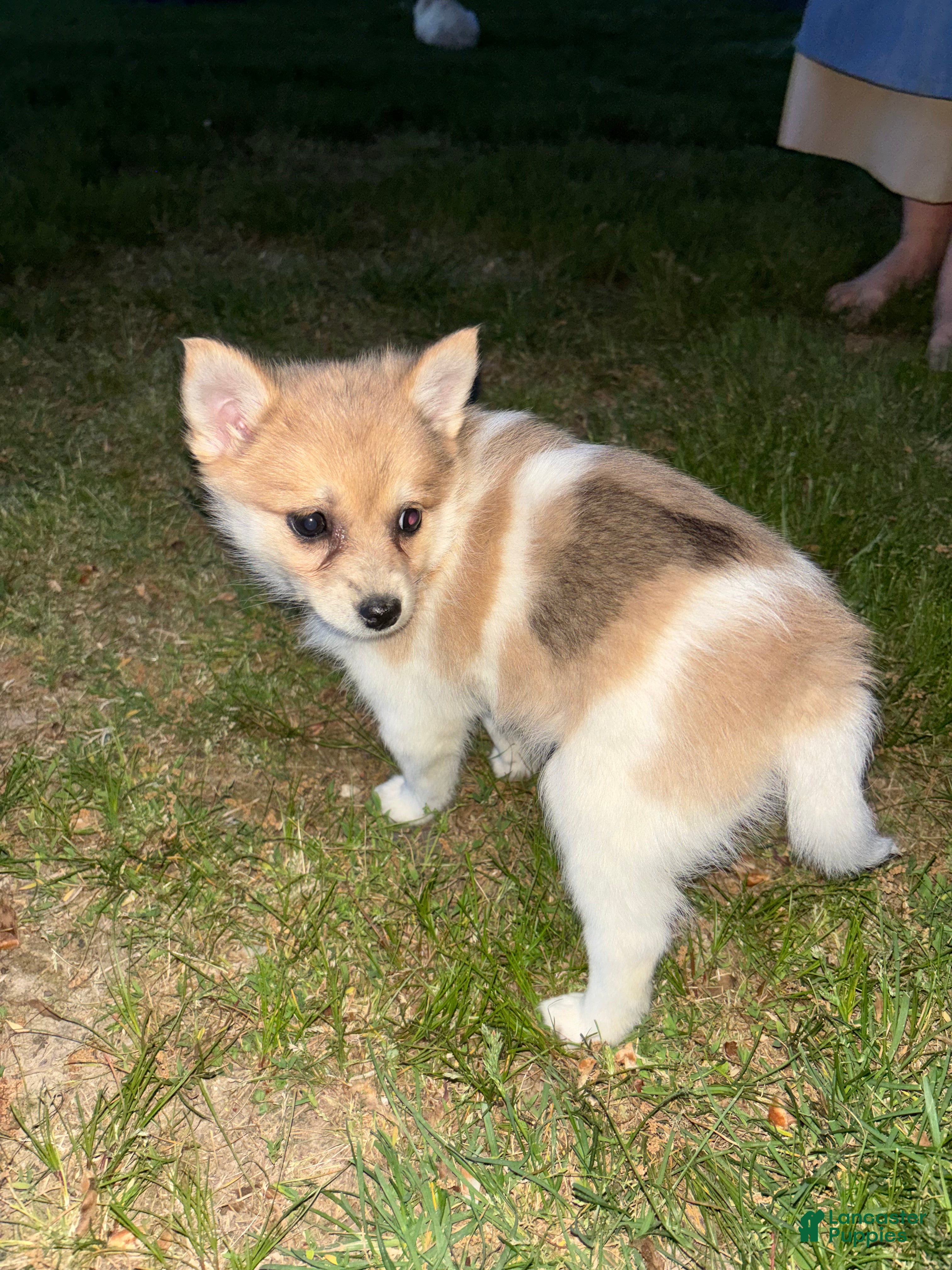 Pomsky dogs Mila - Ad 28