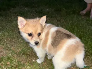 Pomsky dogs Mila - Ad 28