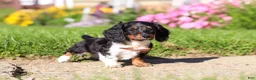 Dachshund dogs for sale: Poppy - Ad 3