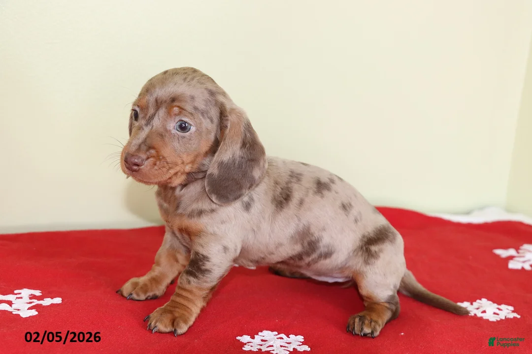 Miniature Dachshund dogs for sale: Tootsie - Ad 4