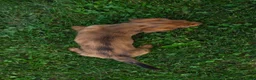 Miniature Dachshund dogs for sale: Honey - Ad 4