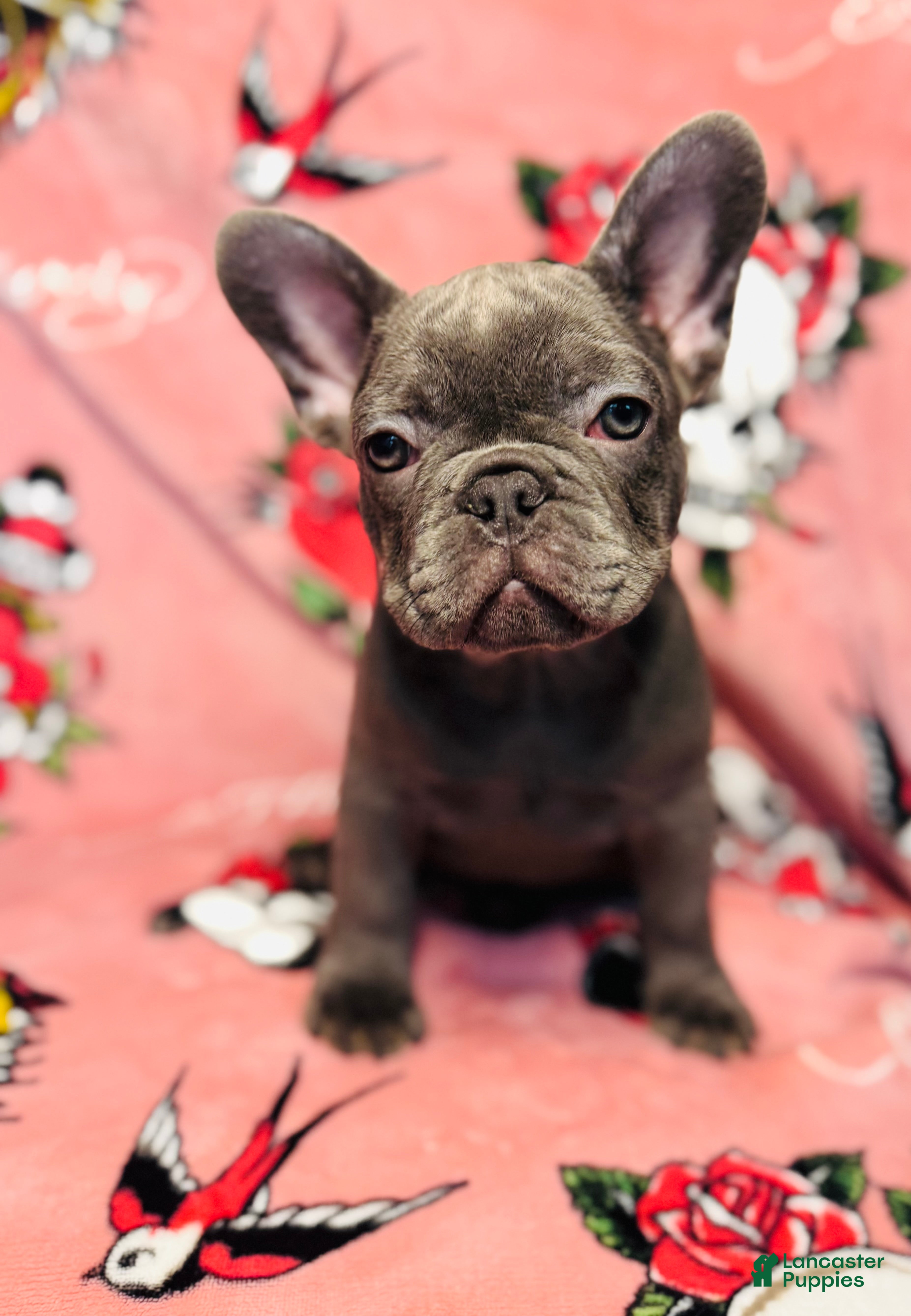 French Bulldog dogs  Kova - Ad 2
