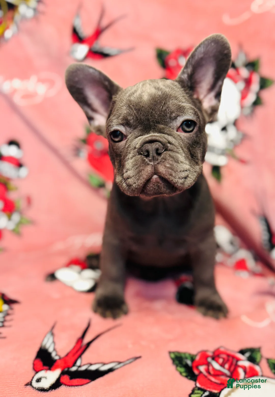 French Bulldog dogs for sale:  Kova - Ad 2