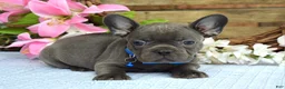 French Bulldog dogs for sale: Freddy - Ad 7