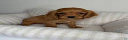 Cocker Spaniel dogs for sale: Honey  - Ad 3
