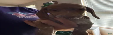 Miniature Dachshund 3