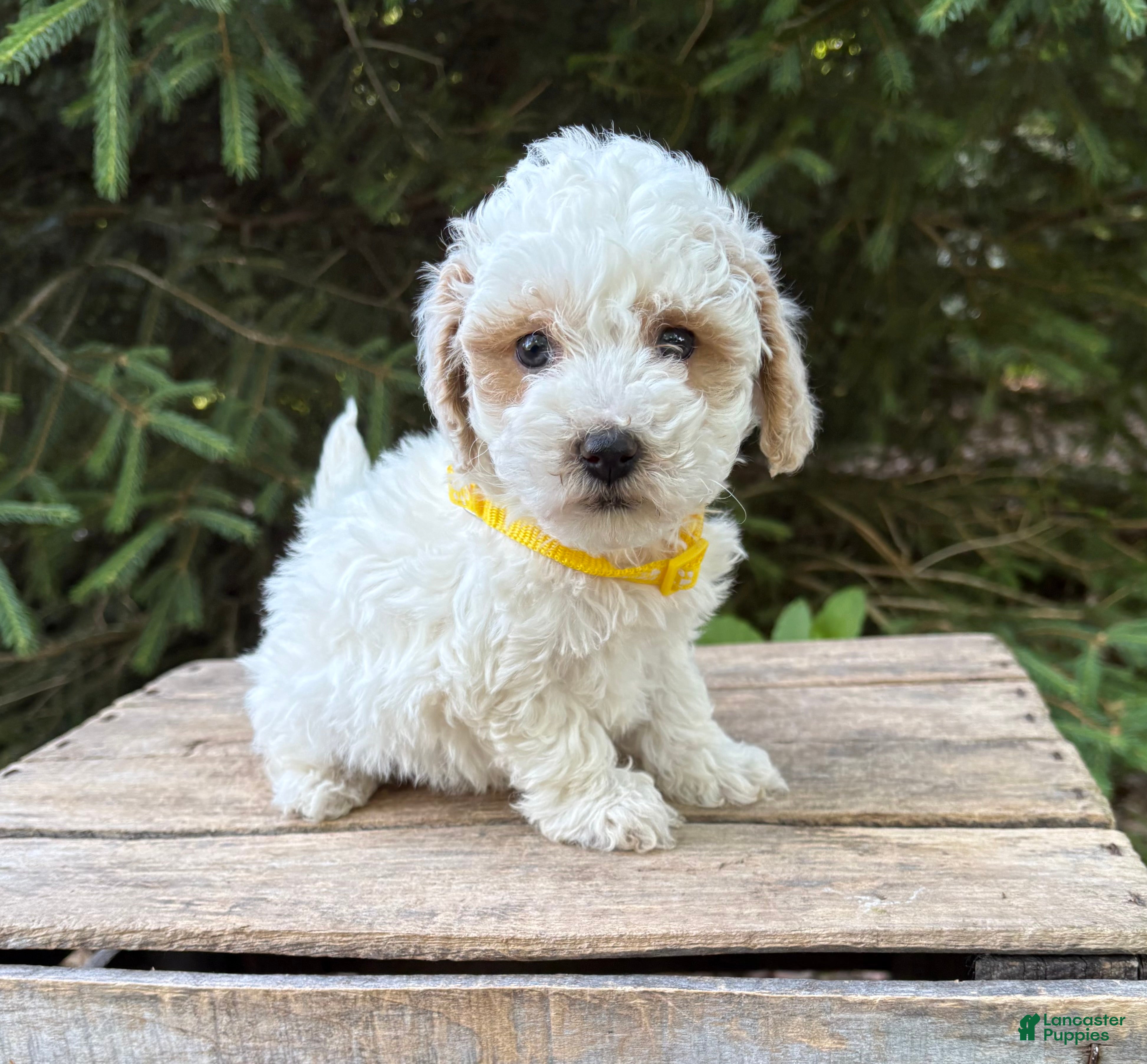Havapoo dogs Arlo - Ad 1