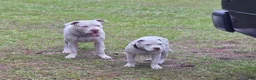 American Bulldog dogs for sale: American Bulldog 6 - Ad 7