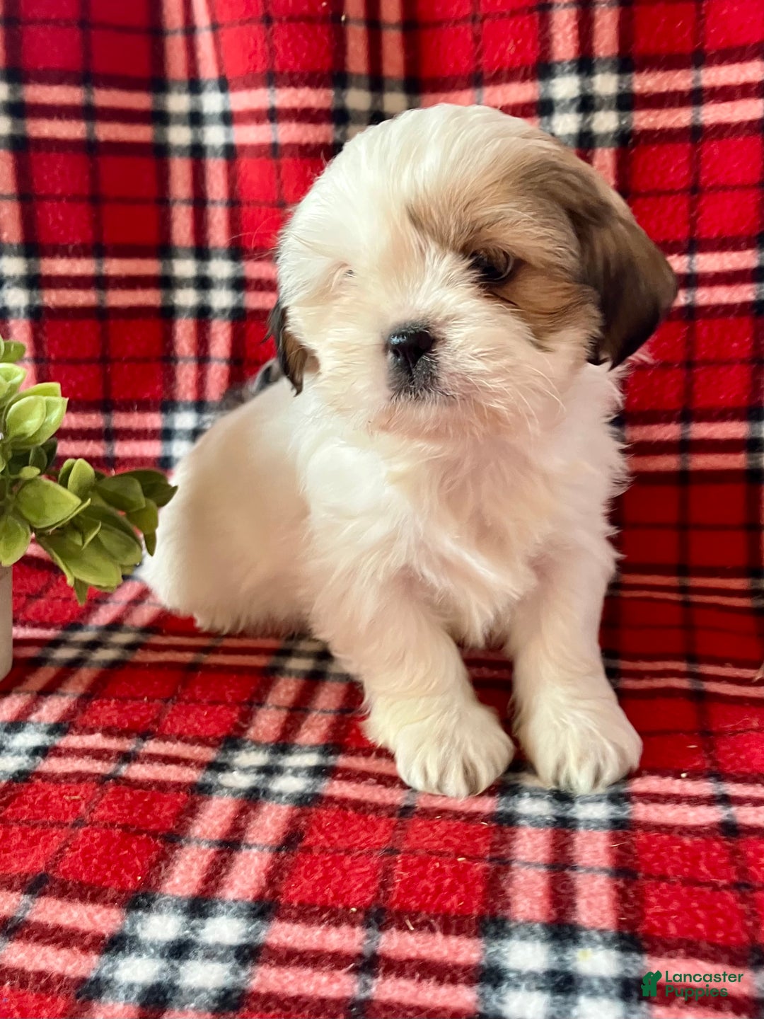 Shih Tzu dogs for sale: Lacy - Ad 4