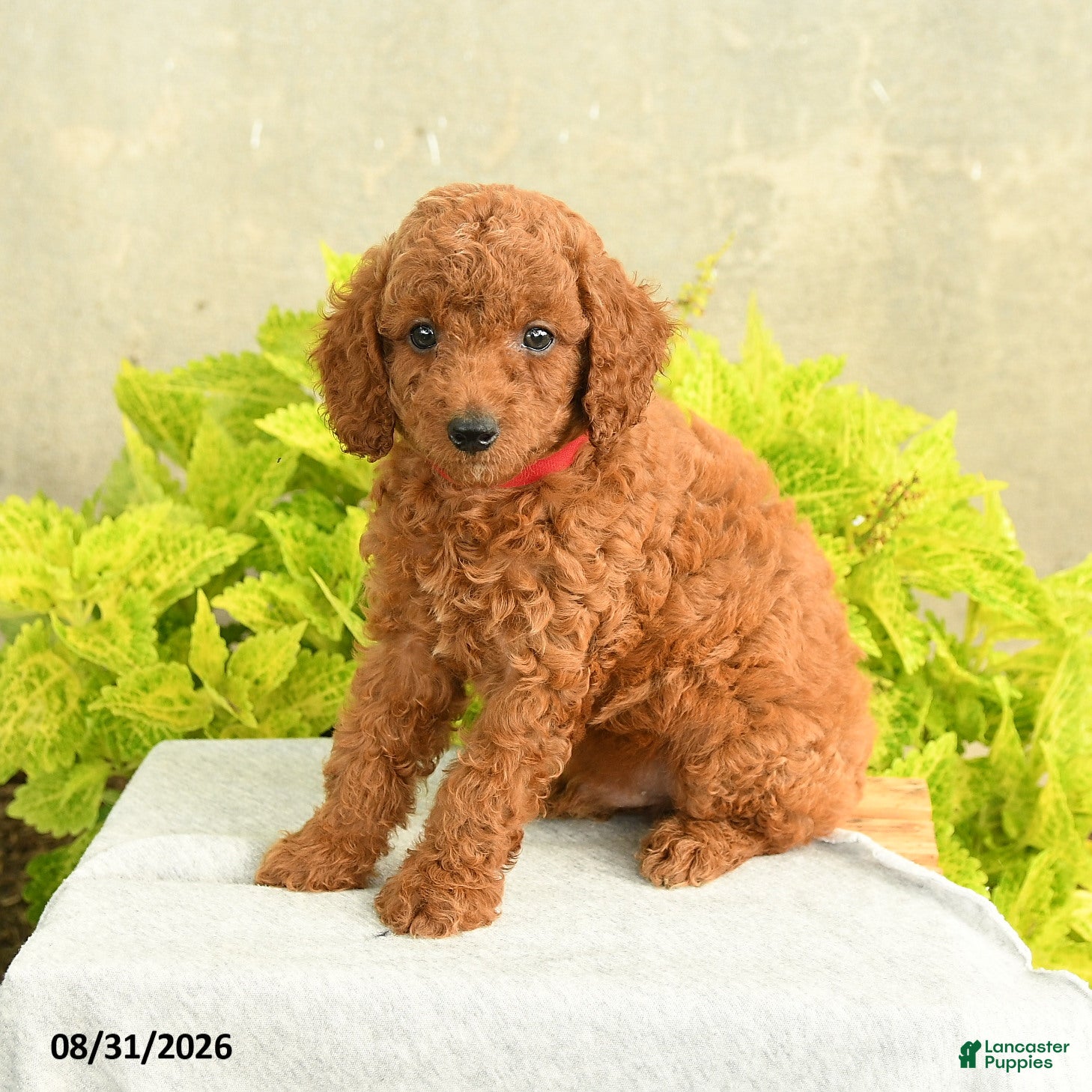 Miniature Poodle dogs for sale: Danny - Ad 1