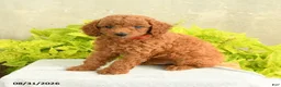 Miniature Poodle dogs for sale: Danny - Ad 1
