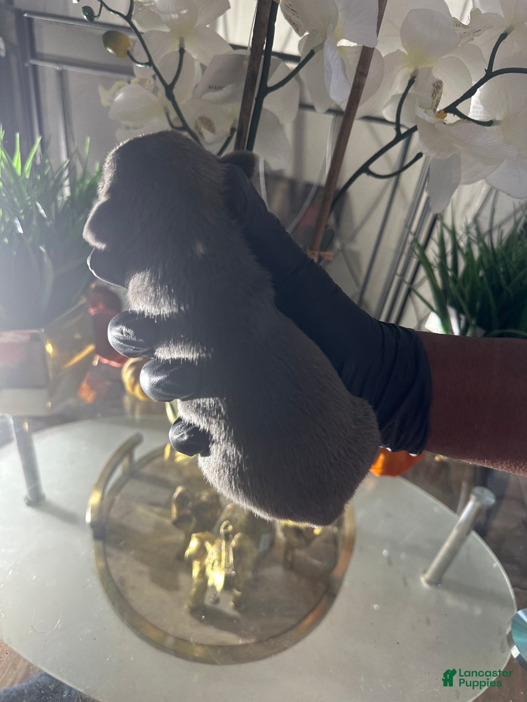 American Bully dogs for sale: American Bully Puppy 4 - Ad 1