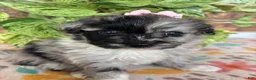 Pomapoo dogs for sale: Pomapoo 2 - Ad 1