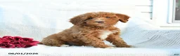 Mini Goldendoodle dogs for sale: Monica - Ad 10
