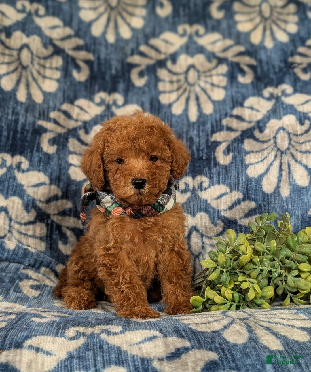 Maltipoo dogs for sale: Daeg - Ad 5