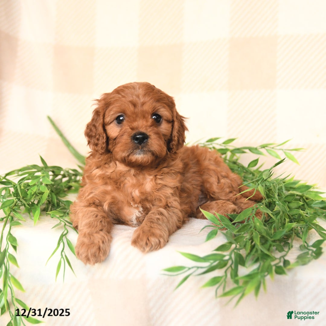 Cavapoo dogs for sale: Casey - Ad 3