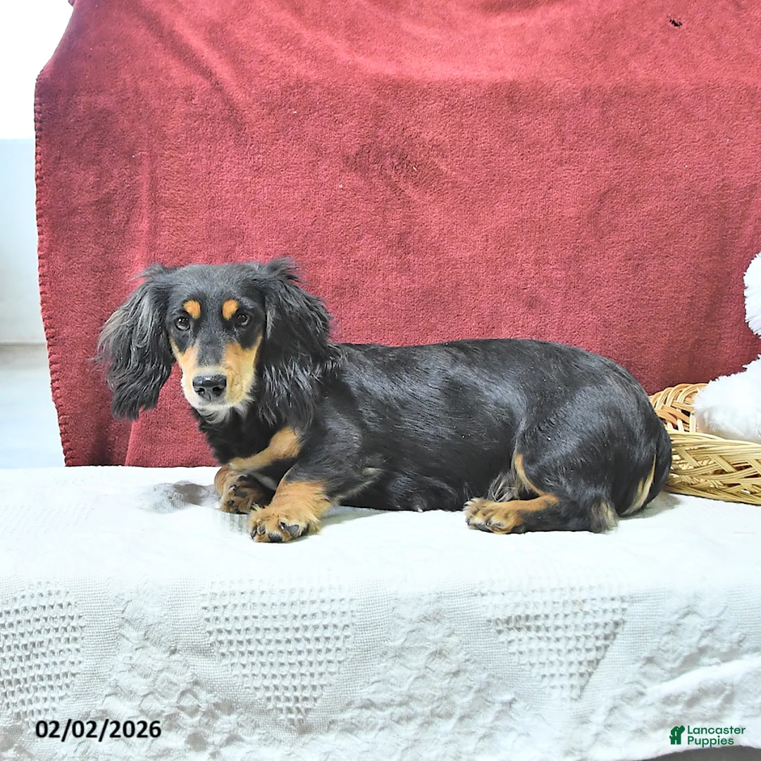 Miniature Dachshund dogs for sale: Sugar - Ad 6