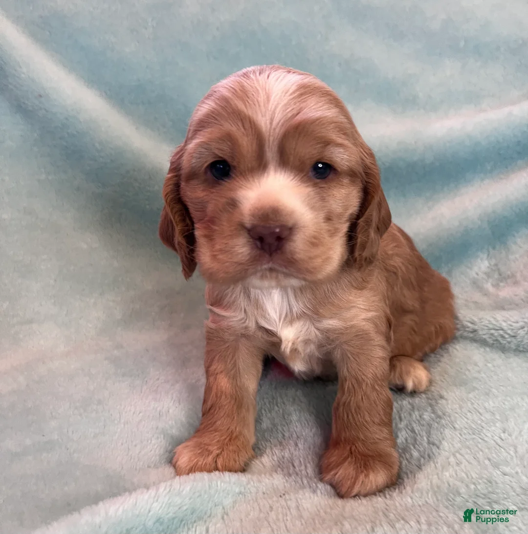 Cocker Spaniel dogs for sale: Bear  - Ad 5