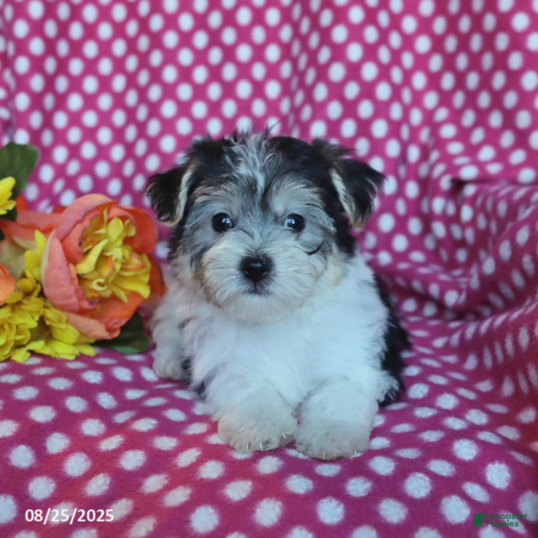 Morkie dogs for sale: Miles - Ad 9