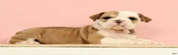 English Bulldog dogs for sale: Jenny - Ad 3