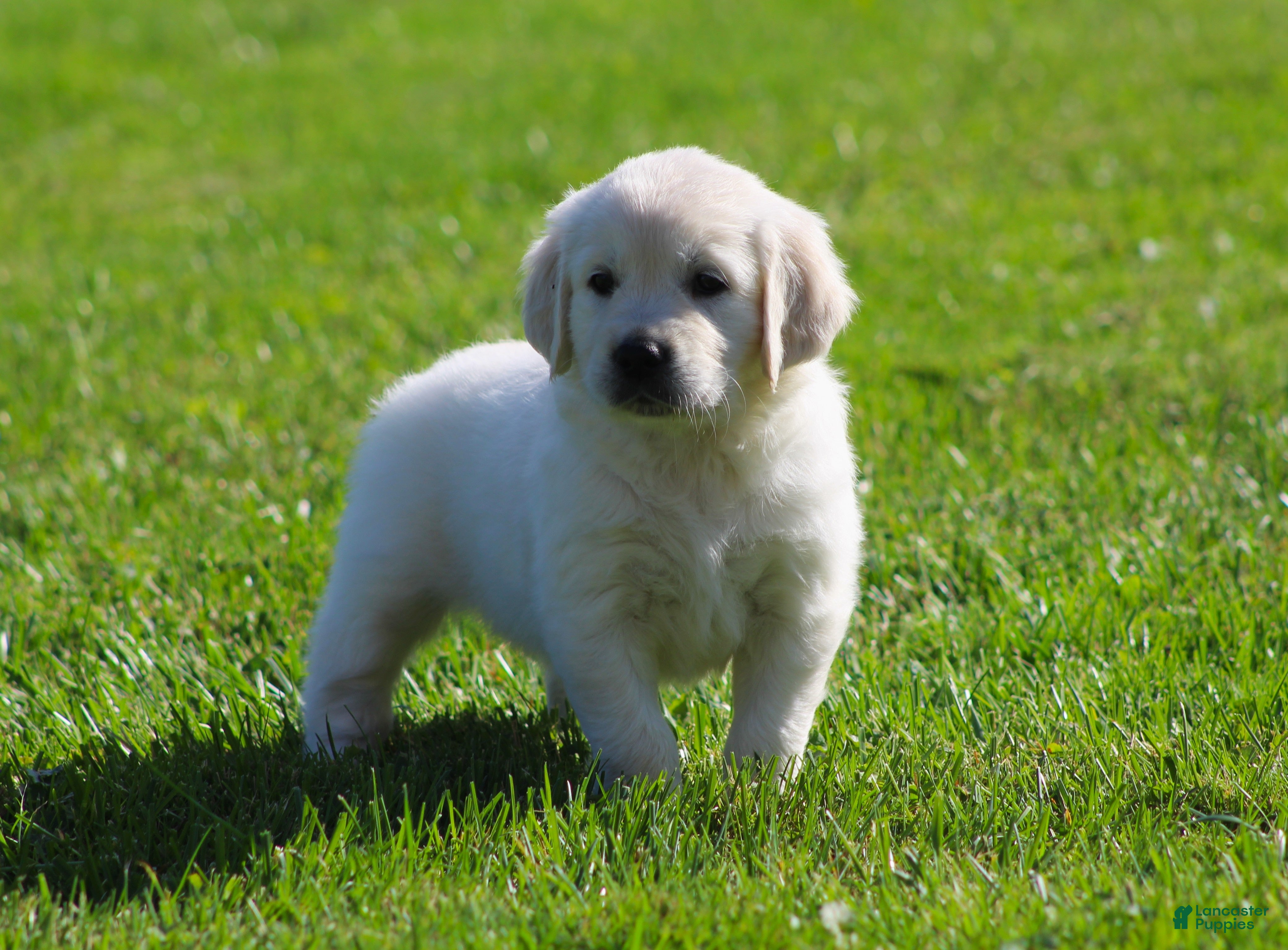 Golden Retriever dogs Leslie - Ad 2