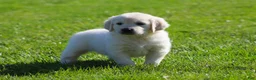 Golden Retriever dogs for sale: Leslie - Ad 2