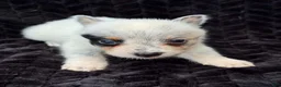 Australian Cattle Dog dogs for sale: Australian Cattle Dog (Half Mask) - Ad 1