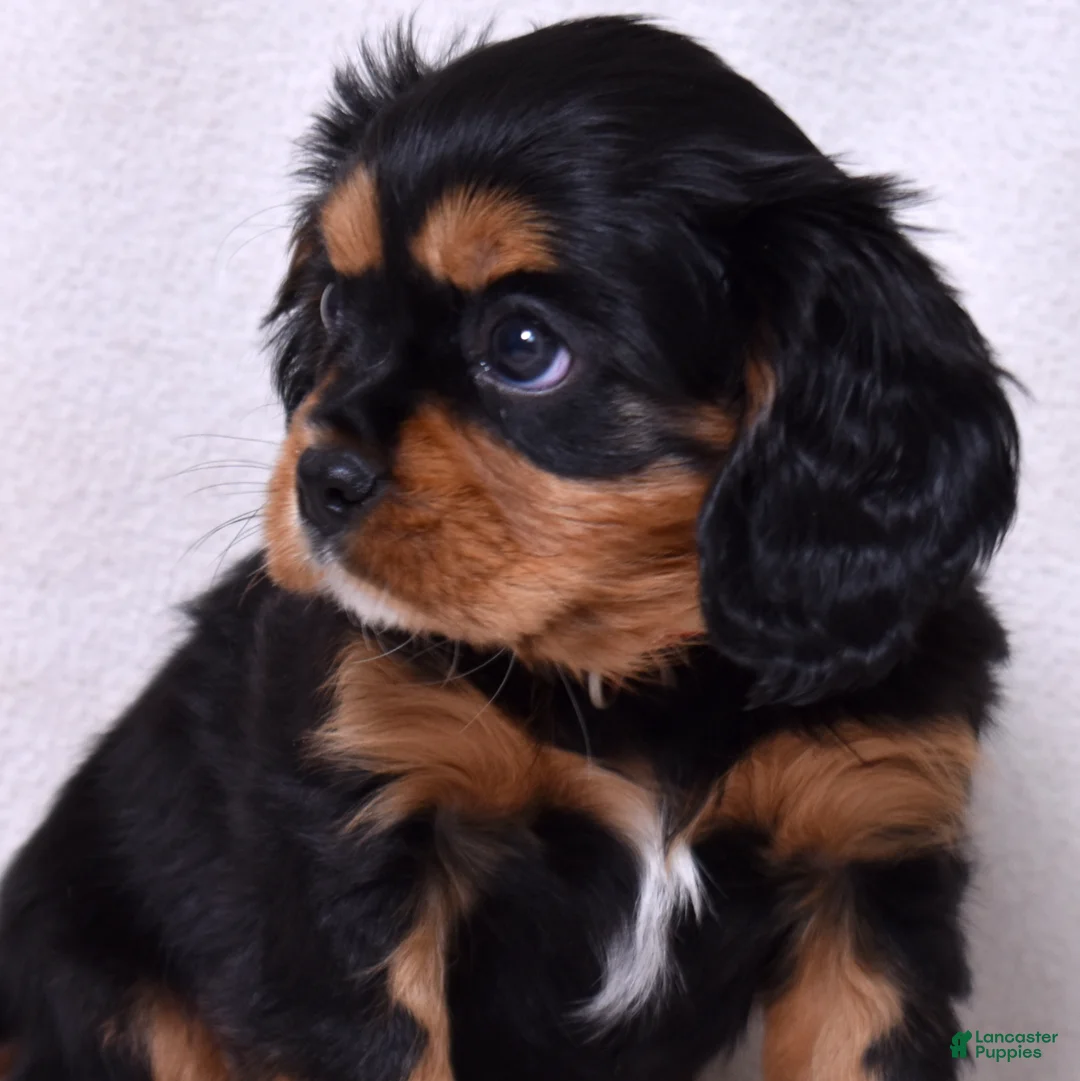 Cavalier King Charles Spaniel dogs for sale: Rudy | Genetically Screened  - Ad 9