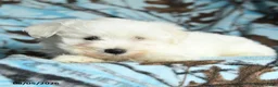 Maltese dogs for sale: Irresistible - Ad 4
