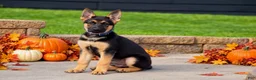 German Shepherd dogs for sale: Chestnut  - Ad 2