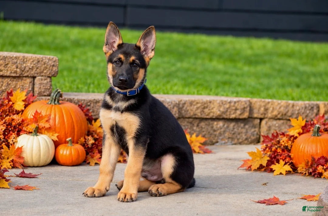 German Shepherd dogs for sale: Chestnut  - Ad 2