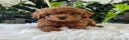 Mini Goldendoodle dogs for sale: Gunner - Ad 4