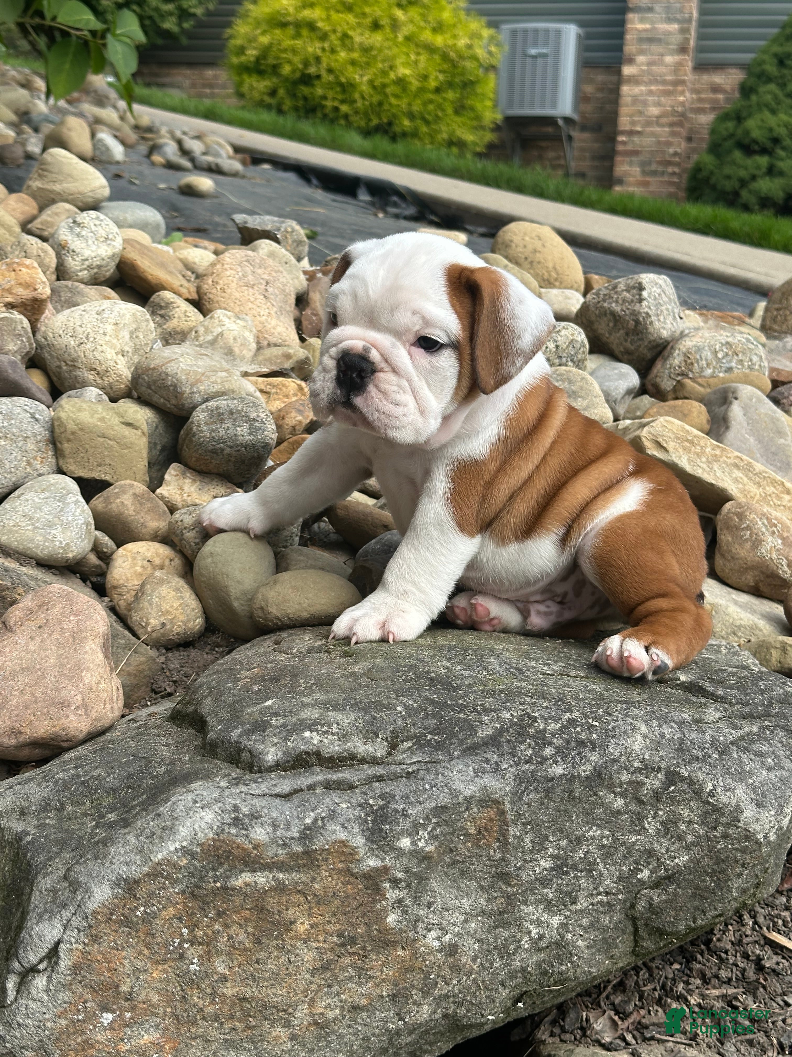 English Bulldog dogs Barney - Ad 1