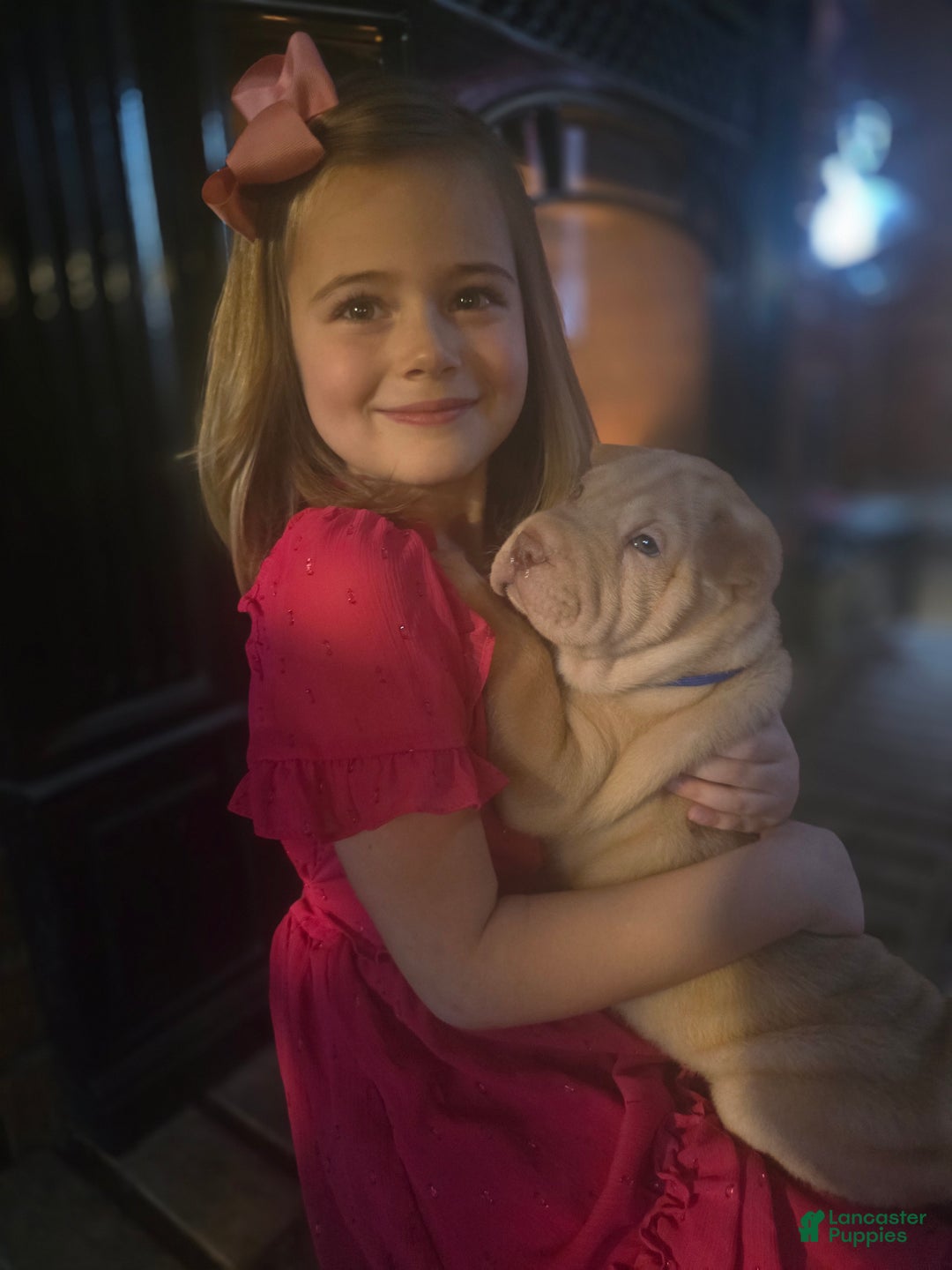 Shar Pei dogs for sale: RED - Ad 1