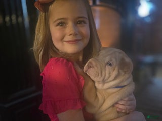 Shar Pei dogs RED - Ad 11