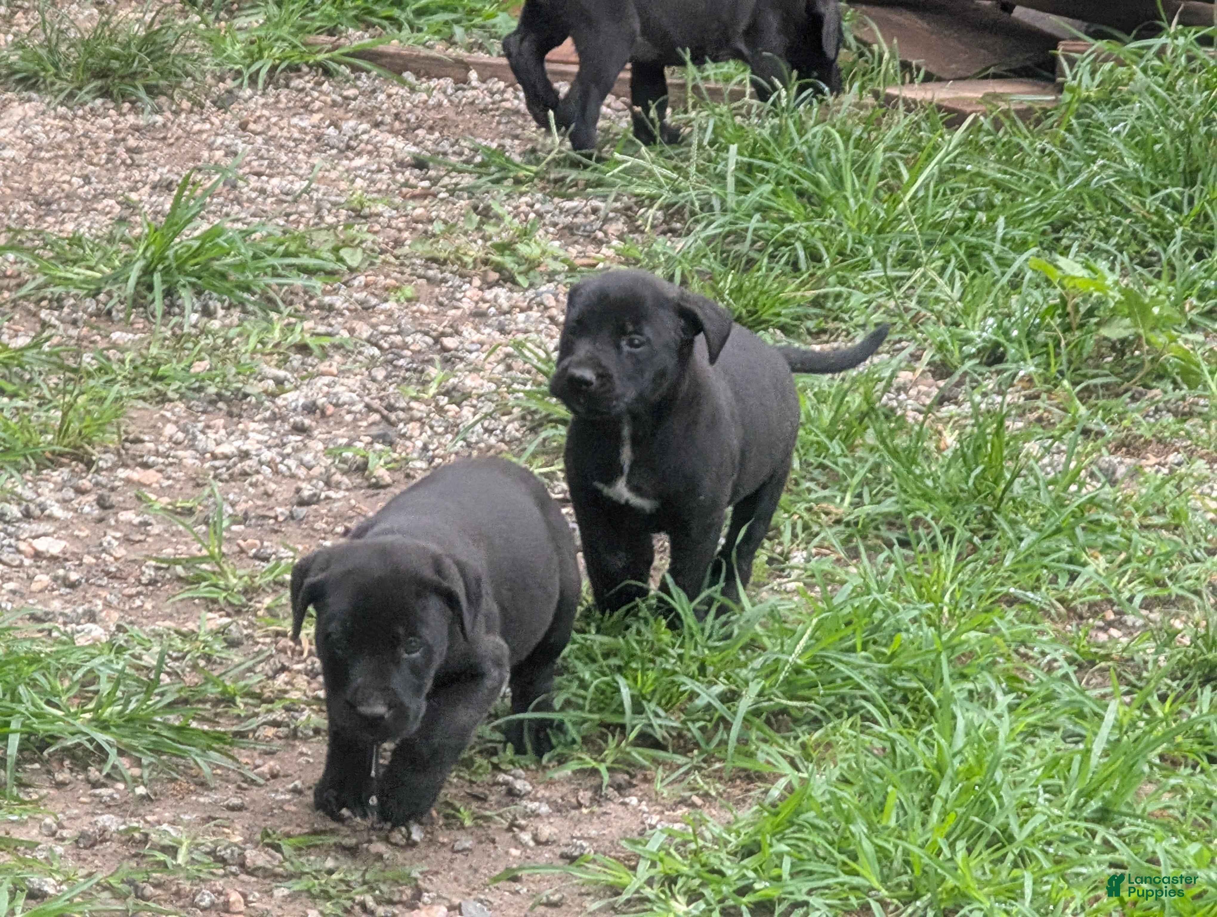 Labrador Retriever dogs Labrador Retriever 1 - Ad 1