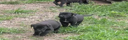 Labrador Retriever dogs for sale: Labrador Retriever 1 - Ad 1
