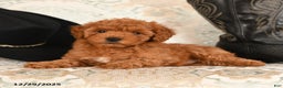 Cavapoo dogs for sale: Snuggles   - Ad 4