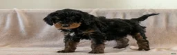 Bernedoodle dogs for sale: Cinderella - Ad 18