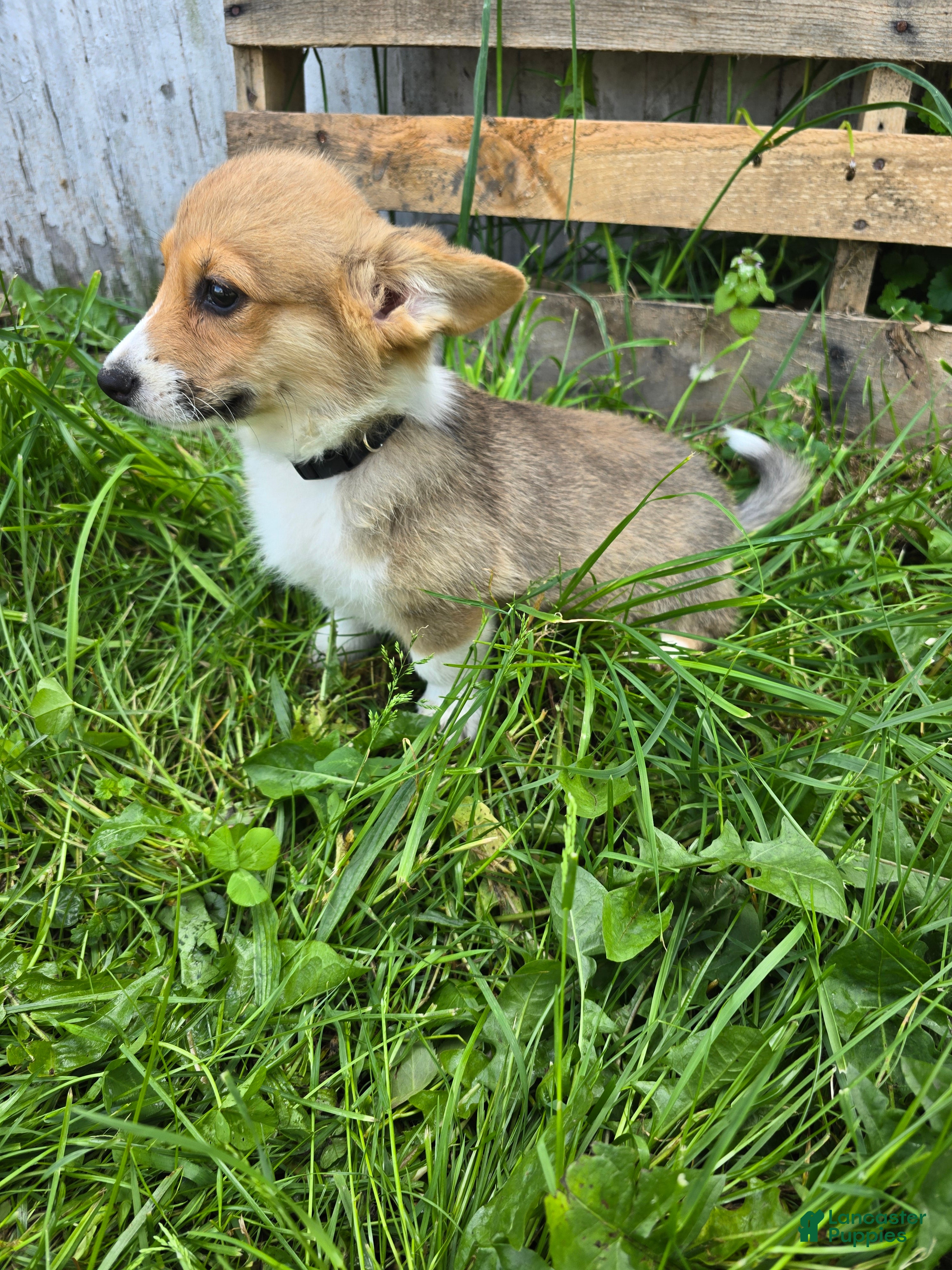 Welsh Corgi Pembroke dogs Welsh Corgi Pembroke Puppy 3 - Ad 1