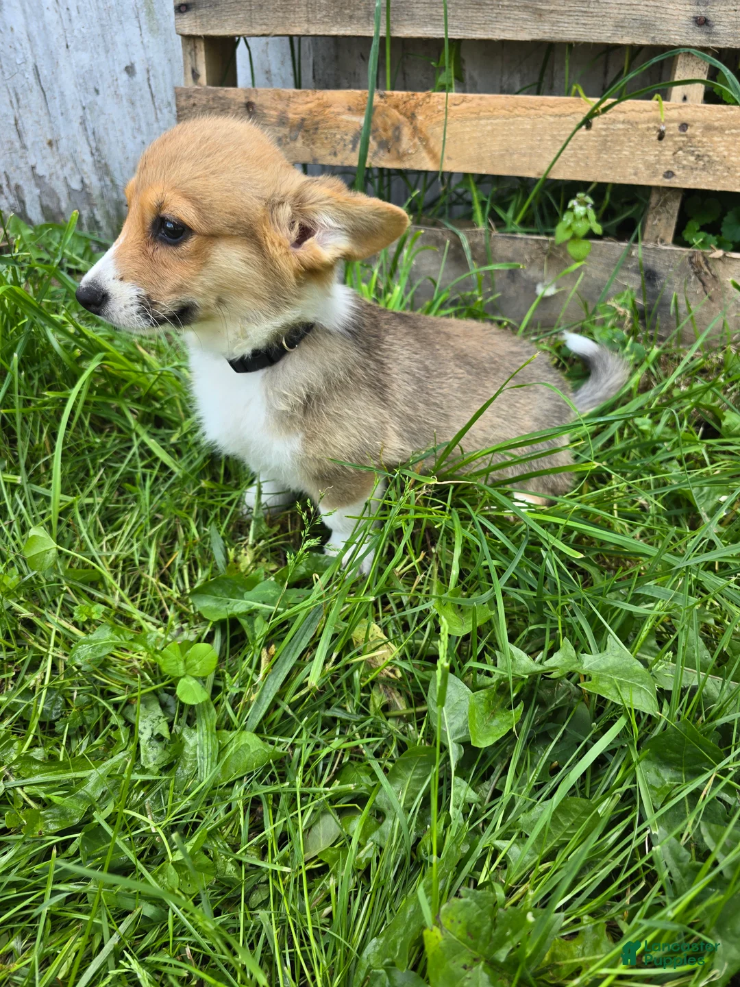 Welsh Corgi Pembroke dogs for sale: Welsh Corgi Pembroke Puppy 3 - Ad 1