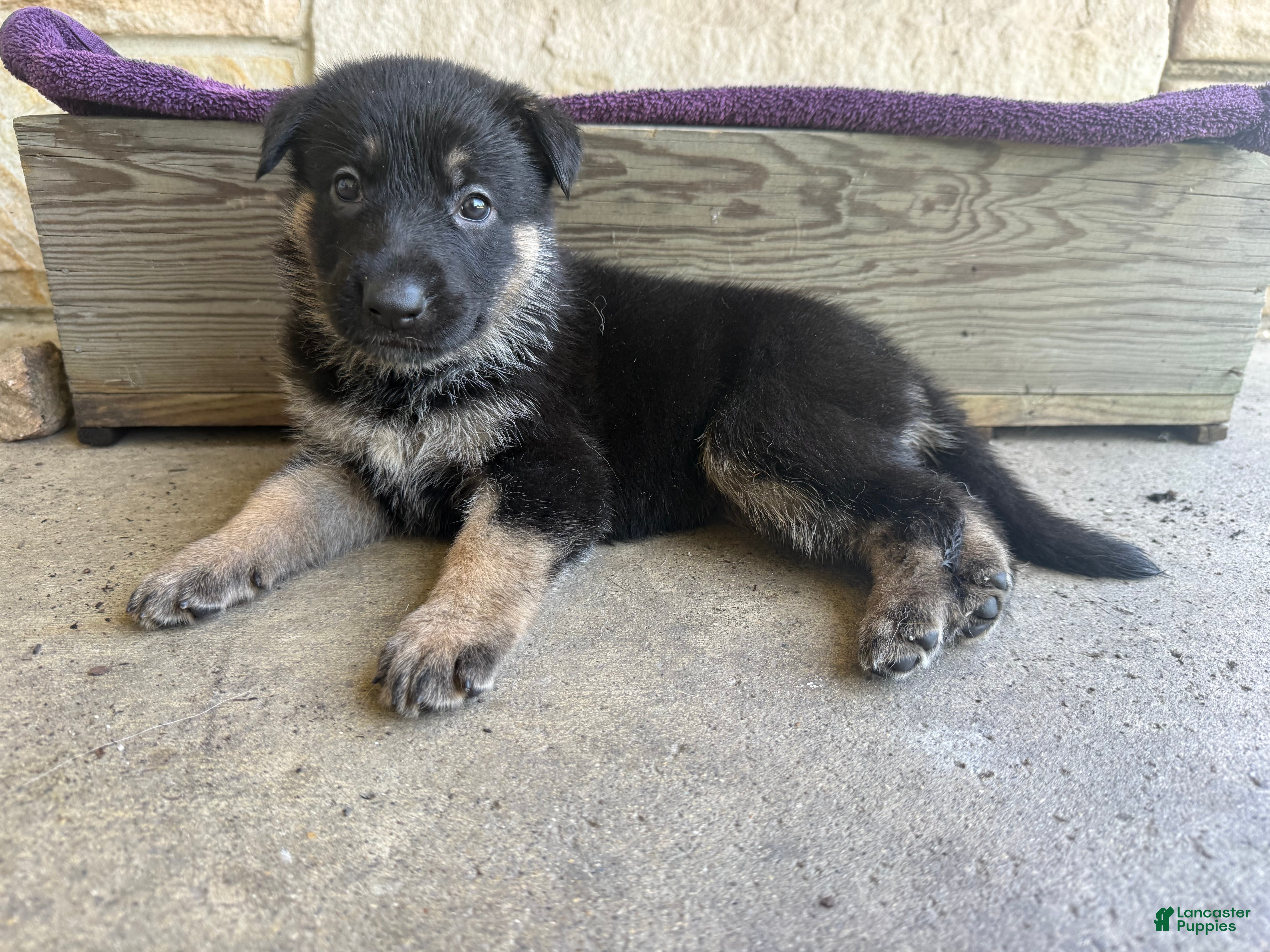 German Shepherd dogs May - Ad 1