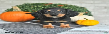 Perry