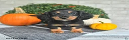 Miniature Dachshund dogs for sale: Perry - Ad 1