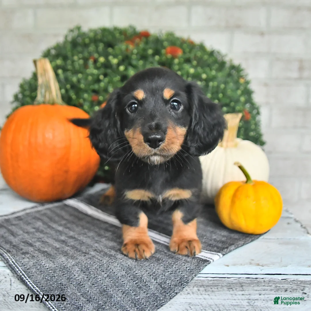 Miniature Dachshund dogs for sale: Perry - Ad 1