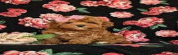 Cavapoo dogs for sale: Cheri Hypoallergenic - Ad 3